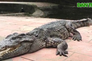 Đàn cá sấu ở công viên lớn nhất Nghệ An