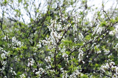 Níu giữ vẻ đẹp hoa mận Mộc Châu cuối mùa