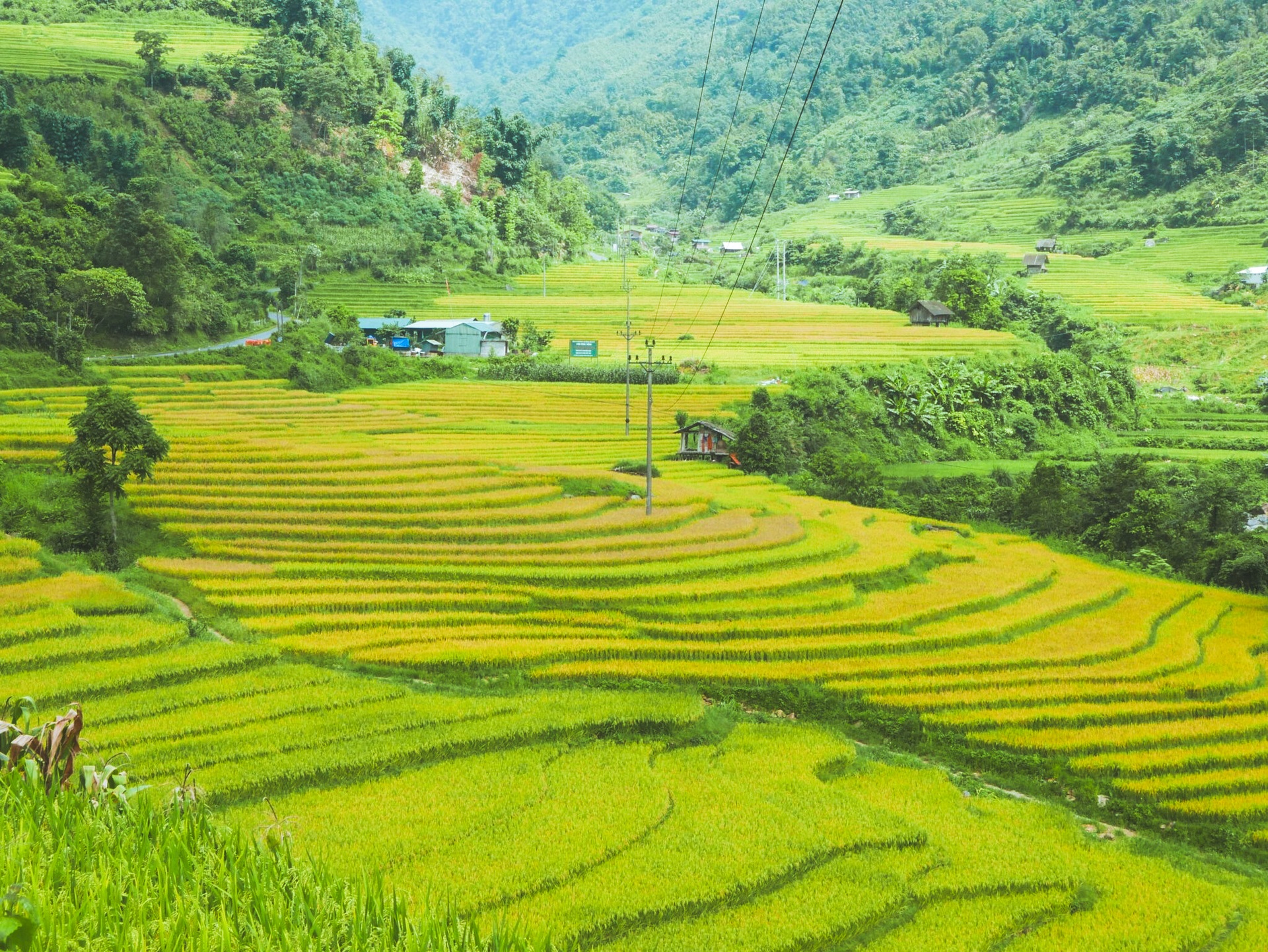 The picturesque golden terraced fields captivate visitors to Sapa - 4