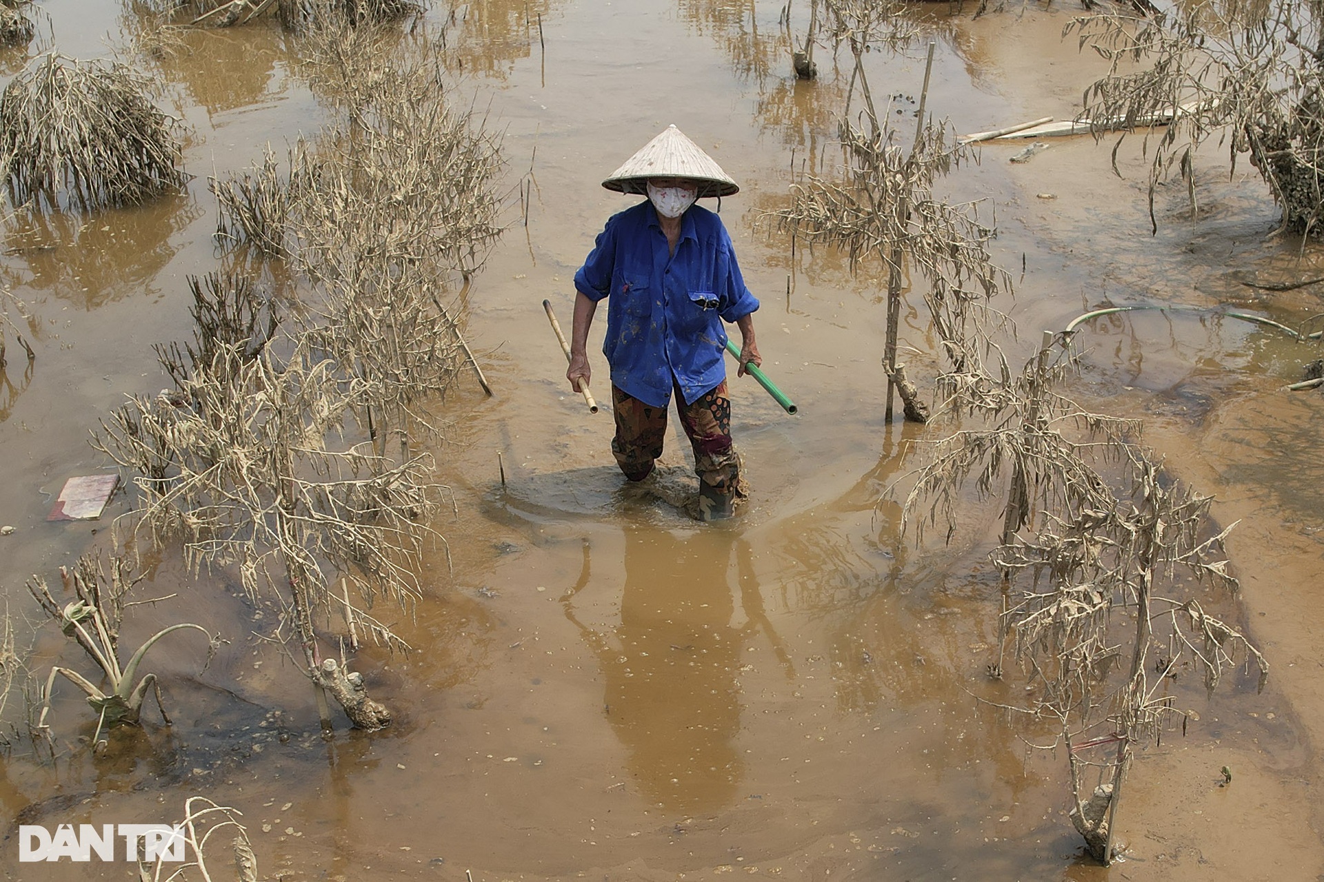 View - Hanoi peach farmers suffer big losses due to Storm Yagi | DTiNews - Dan Tri International, the news gateway of Vietnam