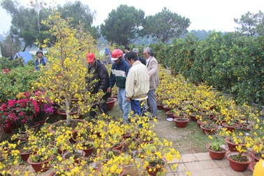 Lâm Đồng: Mai vàng Bến Tre hút hàng, đào… ế ẩm