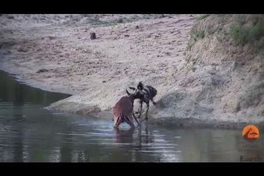 Choáng với cảnh chó rừng châu Phi lao sông kéo linh dương lên bờ để “xơi tái”