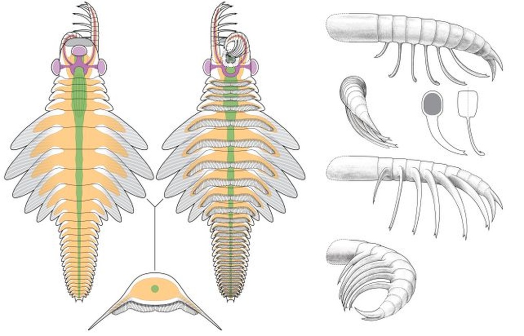El monstruo de tres ojos que vagaba por el océano hace 500 millones de años - 3 Quái vật 3 mắt từng tung hoành đại dương cách đây 500 triệu năm - 3