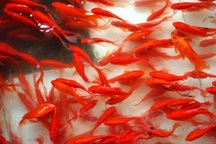 Cá chép đã sẵn sàng đưa ông Táo lên trời