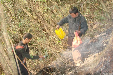 Dập tắt đám cháy 7 ngày trong rừng quốc gia Hoàng Liên