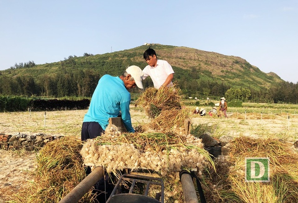 Quảng Ngãi: Vàng trắng lại lao đao vì thông tin vô căn cứ - 2 Quảng Ngãi: Vàng trắng lại lao đao vì thông tin vô căn cứ - 2