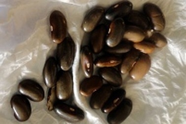 Chính thức buộc thôi việc y tá cho trẻ uống... hạt đậu giống