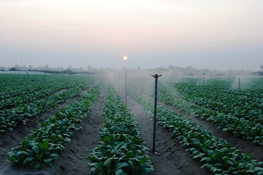 Hà Tĩnh: Áp dụng kỹ thuật tưới thông minh vào sản xuất rau màu