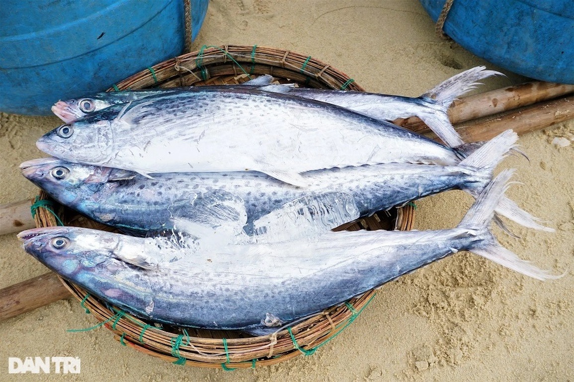 Ra khơi lấy ngày, ngư dân bất ngờ trúng đậm lộc biển - 10 Ra khơi lấy ngày, ngư dân bất ngờ trúng đậm lộc biển - 10