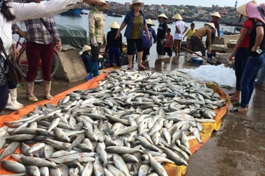 Gần 50 tấn cá chết bất thường tại Nghi Sơn
