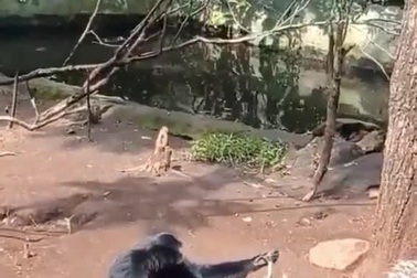 Vượn trêu đùa nhím và cái kết