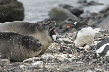 Ngộ nghĩnh cảnh chim cánh cụt “đánh lén” hải cẩu voi 