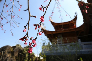 Mãn nhãn sắc đào giữa thành phố ngàn mây Fansipan Legend