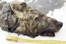 Bí ẩn đầu sói khổng lồ 40.000 năm tuổi ở Siberia