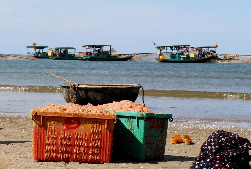 Ngư dân trúng mùa ruốc, thu tiền triệu mỗi ngày - 4 Ngư dân trúng mùa ruốc, thu tiền triệu mỗi ngày - 4