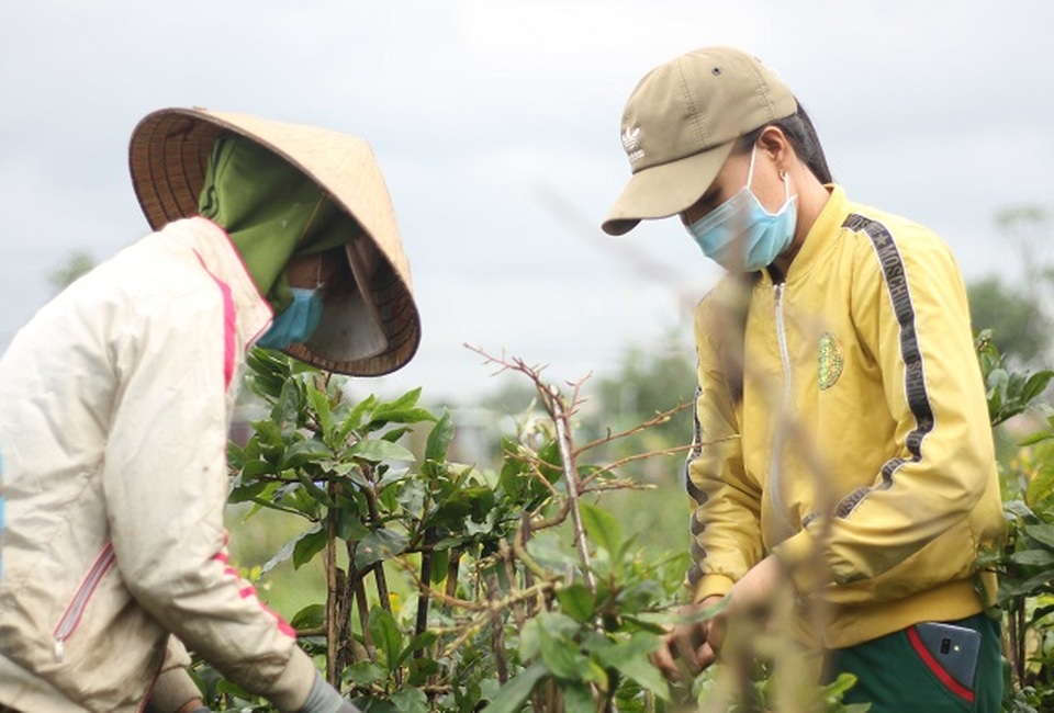 Thủ phủ mai vàng thấp thỏm chờ Tết - 6 Thủ phủ mai vàng thấp thỏm chờ Tết - 6