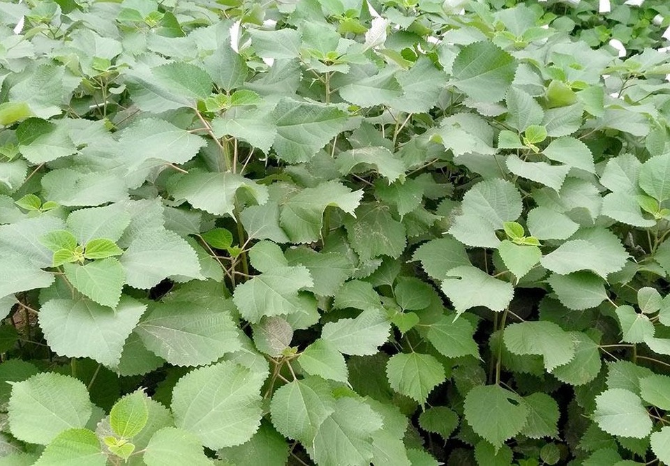 Hai nữ sinh lớp 11 nghiên cứu khả năng kháng đái tháo đường của cây lá gai - 3 Hai nữ sinh lớp 11 nghiên cứu khả năng kháng đái tháo đường của cây lá gai - 3