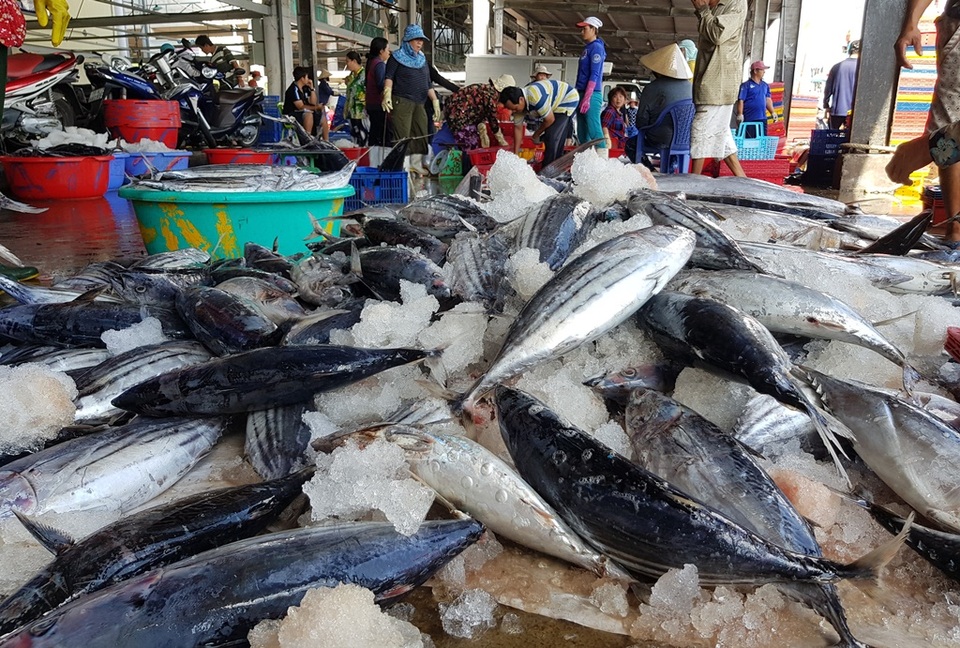 Khánh Hòa: Cá ngừ tấp nập về bờ, người lao động tất bật từ sáng đến trưa - 1 Khánh Hòa: Cá ngừ tấp nập về bờ, người lao động tất bật từ sáng đến trưa - 1
