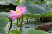 Hoa sen nở từ hạt giống 100 năm tuổi