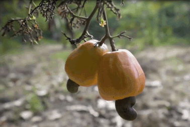 Quá trình xử lý hạt điều thành loại thực phẩm có giá đắt đỏ