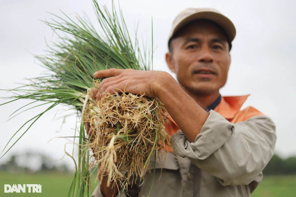 Giá tăng gấp đôi, người trồng hành thu lãi lớn - 2 Giá tăng gấp đôi, người trồng hành thu lãi lớn - 2