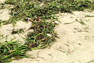 Bãi biển Nha Trang “xuống sắc” do rác dạt về từ đầu nguồn