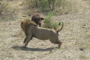 Nghé con hung hăng tấn công sư tử đực và cái kết