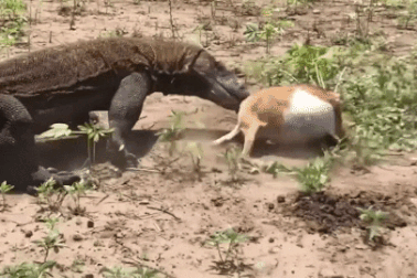 Rồng Komodo nuốt sống dê non trong tích tắc