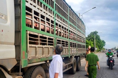 Tiêu hủy 54 con lợn bị dịch tả châu Phi đang trên đường vào Nam tiêu thụ
