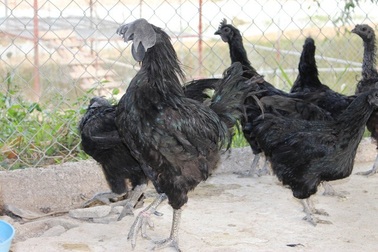 Những món đồ quý hiếm, đắt đỏ được đại gia “săn lùng” dịp Tết