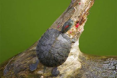 Tháng 3 sẽ bắt rùa tai đỏ ở hồ Gươm