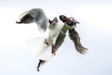 Tuyệt đẹp hình ảnh hải âu tranh mồi trên không