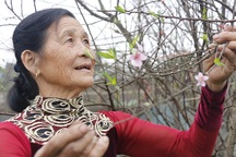 Người trồng đào phấn khởi vì thời tiết hứa hẹn vụ Tết "ấm"