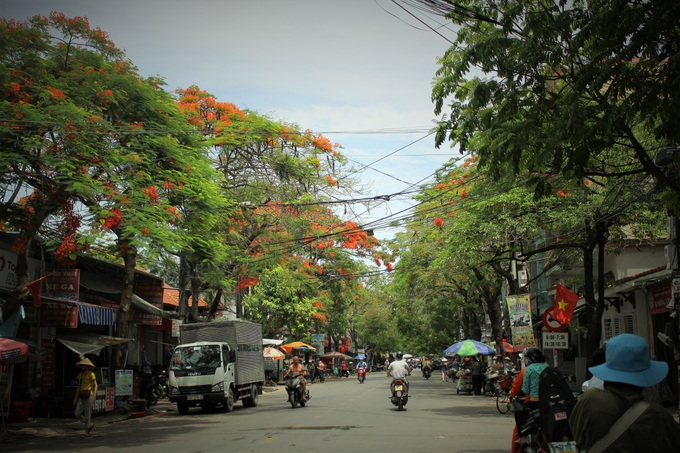 Người dân thành phố hoa phượng đỏ ủng hộ lựa chọn giải pháp bảo đảm an toàn nhưng không “lạm sát” cây xanh - Ảnh 8. Người dân thành phố hoa phượng đỏ ủng hộ lựa chọn giải pháp bảo đảm an toàn nhưng không “lạm sát” cây xanh - Ảnh 8.