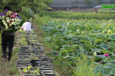 Siêu đầm sen với 167 giống loài