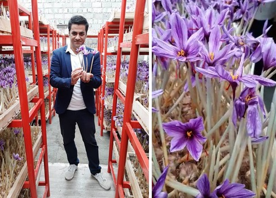 Bí mật thu hoạch những bông hoa cho thứ đắt đỏ… hàng trăm triệu đồng kg - 6 Bí mật thu hoạch những bông hoa cho thứ đắt đỏ… hàng trăm triệu đồng kg - 6