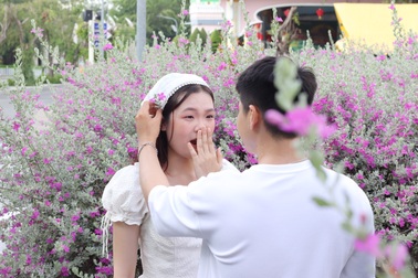 Vườn hoa tuyết sơn phi hồ gây sốt ở TPHCM: Chỉ nở 15 ngày, tốn 150.000 đồng