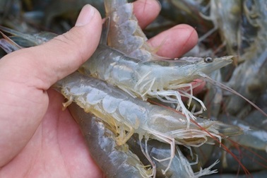 Bơm tạp chất vào tôm có thể bị khởi tố hình sự