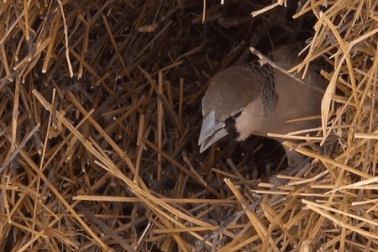 Kỳ lạ loài chim chỉ nặng 30g nhưng có thể xây tổ dài 7m, nặng hơn một tấn