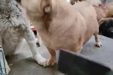 Chú chó biết "diễn kịch" để ăn vụng