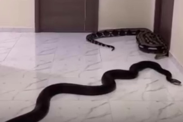 Người dân thả 2 con trăn vào hành lang chung cư để "trả đũa" hàng xóm