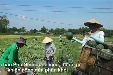 Dưa hấu Phú Ninh được mùa, được giá