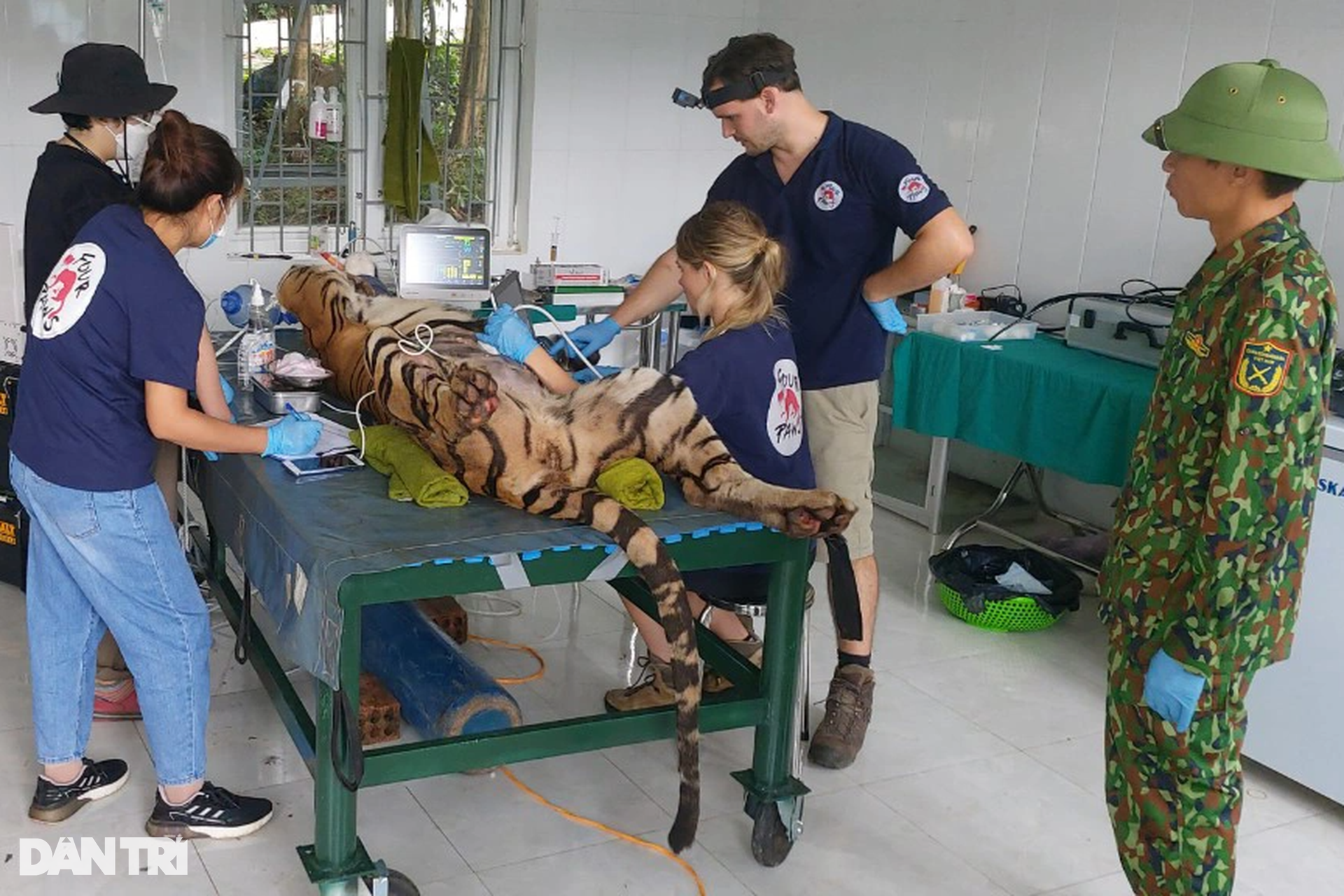 Indochinese tigers at Phong Nha-Ke Bang National Park