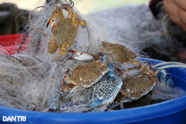 Gỡ mỏi tay loại đặc sản cao cấp, ngư dân kiếm tiền triệu mỗi ngày