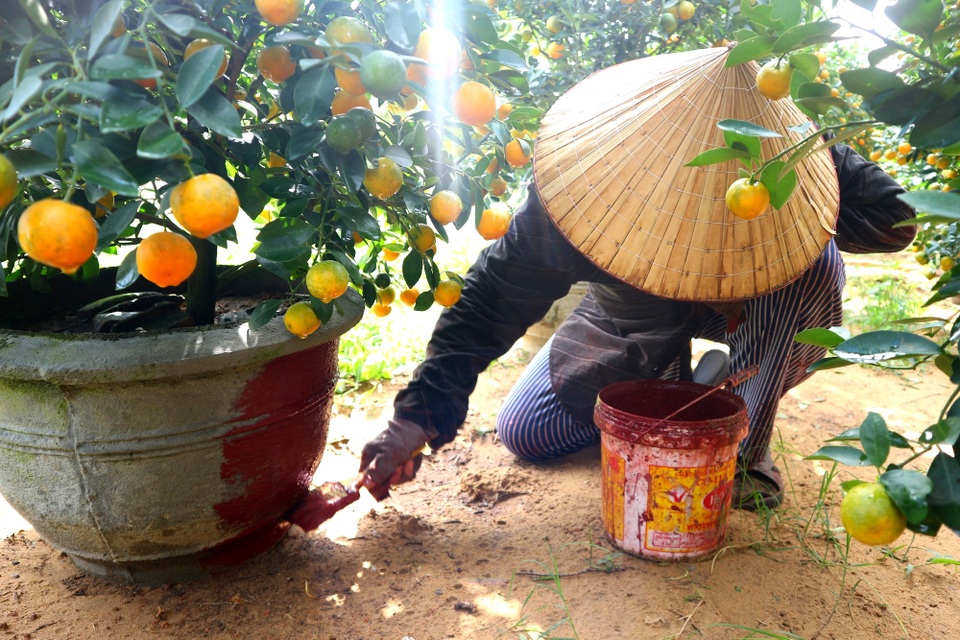 “Thủ phủ” quất cảnh Hội An rộn ràng xuống phố - 9 “Thủ phủ” quất cảnh Hội An rộn ràng xuống phố - 9