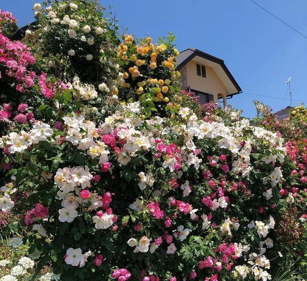 Vườn hồng khủng hơn 150 gốc của người đàn ông đam mê trồng hoa - 4