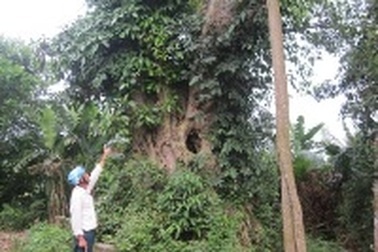  Chiêm ngưỡng cây đa hàng trăm năm tuổi