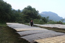 Xuyên đêm làm miến dong, nông dân ở Thanh Hóa thu trăm triệu đồng dịp Tết