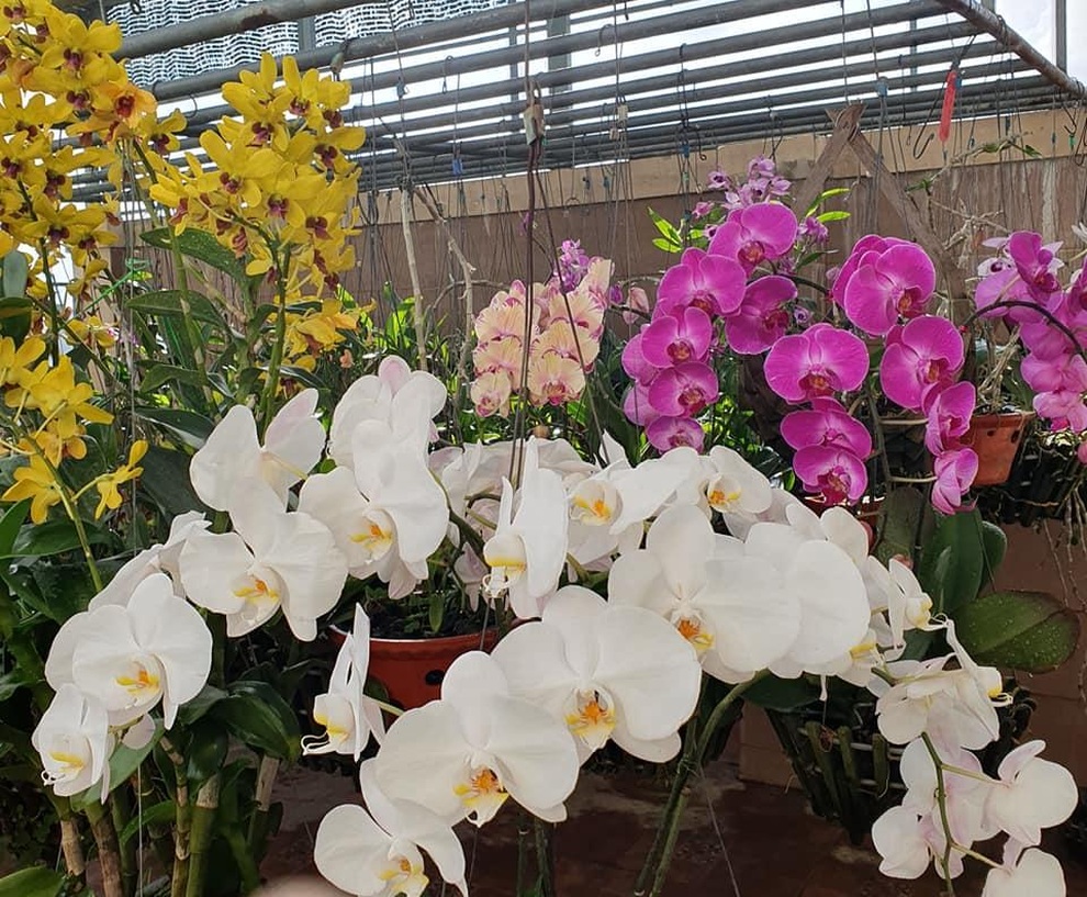 Vườn rau trái sum suê, thu hoạch mỏi tay của  nữ gia chủ ở Quy Nhơn - 11