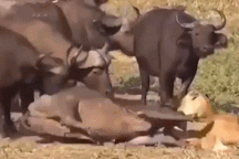 Trâu rừng hợp sức giải cứu đồng loại khỏi hàm sư tử